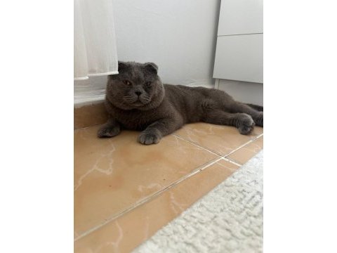 Ücretsiz sahiplendirme scottish fold 2 yaşında