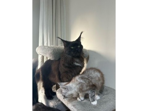 Saf kan xxl şecereli maine coon yavruları