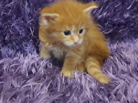 Maine coon yavru