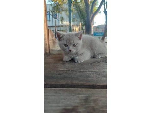 British shorthair yavrular
