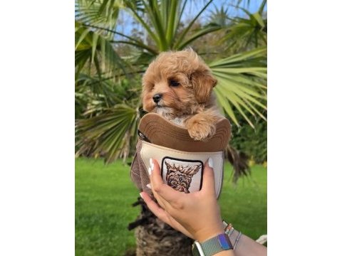 Eğitilebilir maltipoo yavruları ile evinize neşe katın