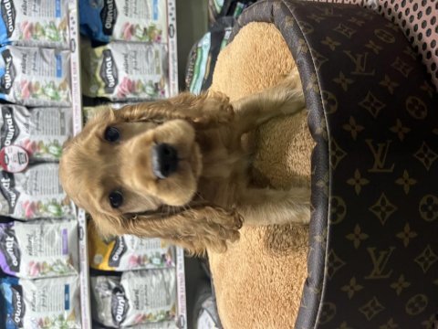 Cocker spaniel yavrumuz