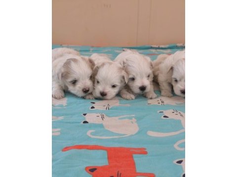 Kore maltese bebek köpekler