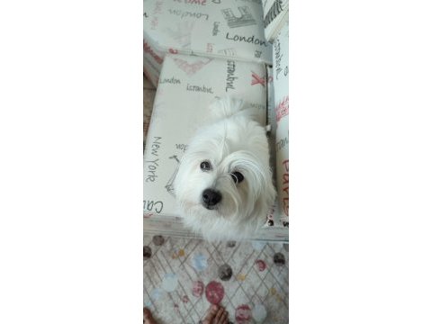 Temiz 7 aylık maltese terrier dişi sevimli köpeğimiz