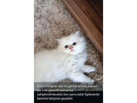 Irk garantili british longhair kedisi