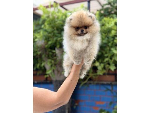 Pomeranian boo sağlıklı köpekler