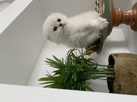 Teslime hazır scottish fold yavrularımız