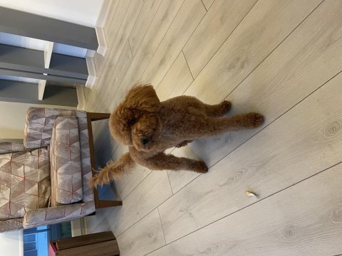 10 aylık toy poodle yavrumuz