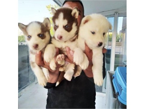 Yakışıklı husky yavrular