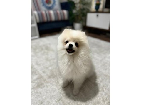 5 aylık aşılar tam erkek eğitimli pomeranian