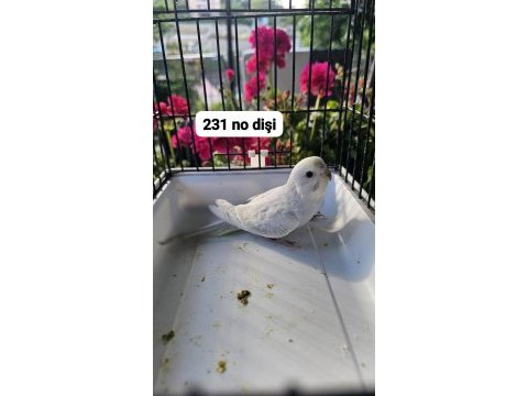 Son 10 adet yavru muhabbet kuşu açıklamayı okuyun