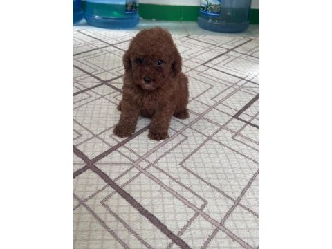 0 ve 1 numara toy poodle bebeklerim