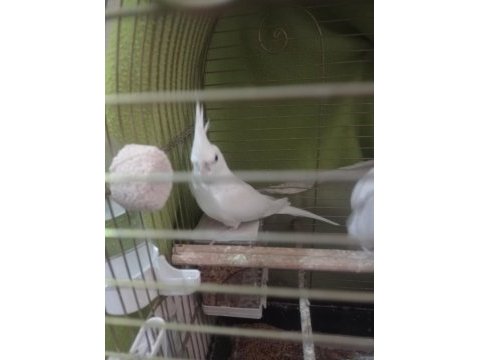 Albino kırmızı göz sultan papağanları