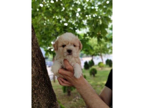 Maltipoo