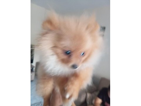 4 aylık pomeranian yer dolayısından vereceğim