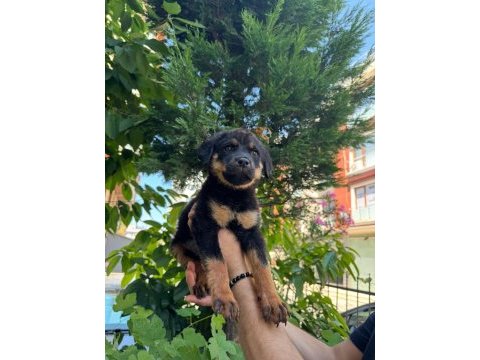 Alman kökenli rottweiler yavruları
