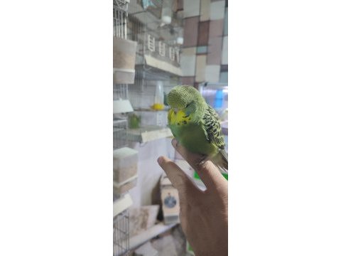 Ele alıştırmalık yavru muhabbet kuşumuz