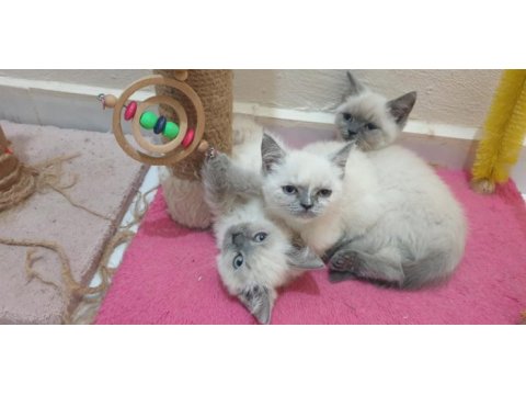 British shorthair blue point yavrular