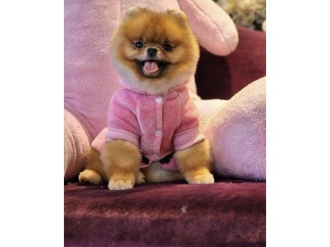 Yavru köpeğimiz pomeranian boo