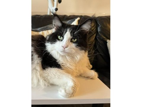 3 yaşında dişi maine coon