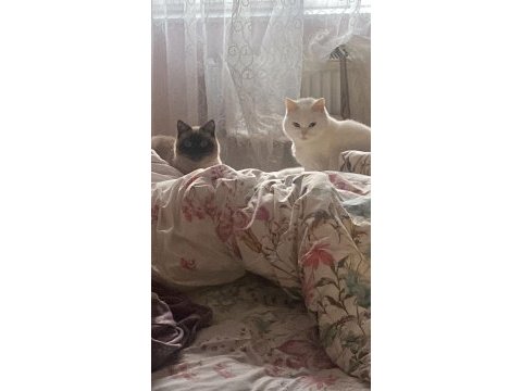 Dişi annelik garantili kedimiz