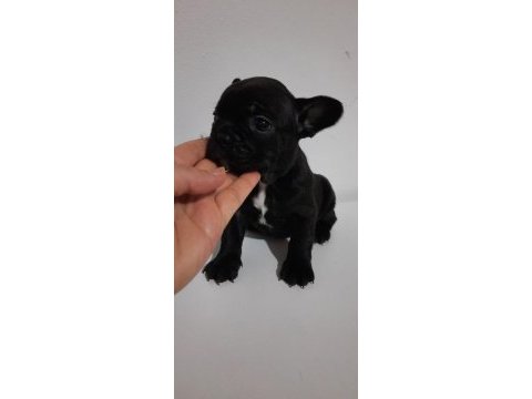 French bulldog