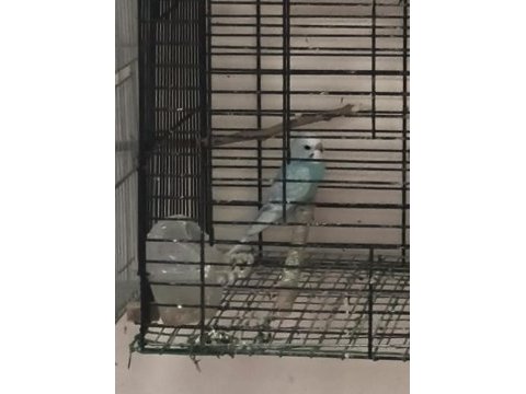 2 aylık yavru muhabbet kuşu