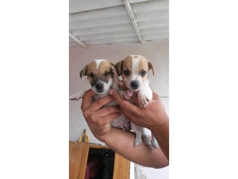 Kısa bacaklı jack russell yavrularımız
