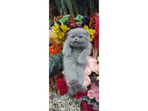 A show class scottish fold bebekler