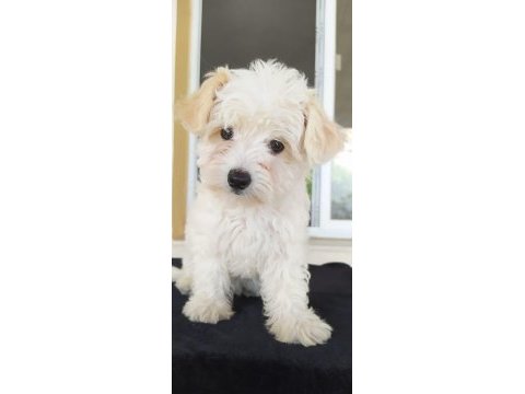 Maltese terrier