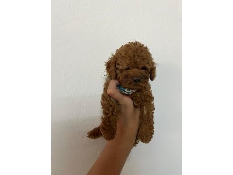 Toy poodle 2 aylık köpeğimiz