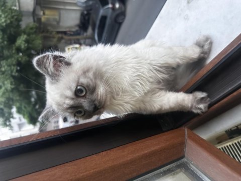 British longhair 8 aylık