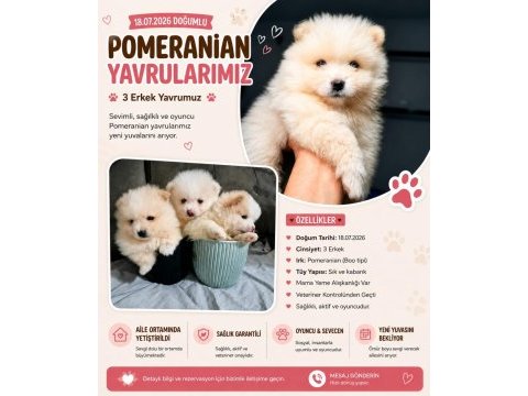 3 adet erkek pomeranian yavru