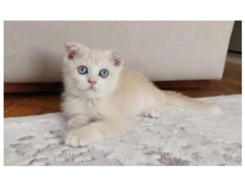 Safkan longhair kırık kulak renkli gözlü