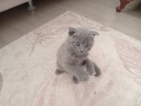 Orijinal british shorthair yavrular