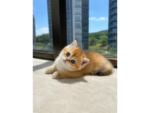 Ankaranın en seçkin golden british shorthair yavruları
