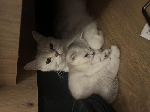 British shorthair