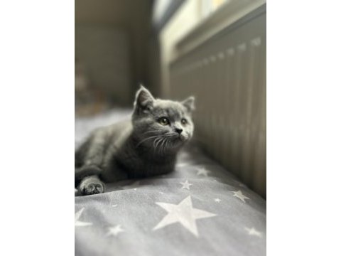 Dişi yavru british shorthair kayseri