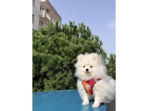 6 aylık pomeranian tüm malzemeleriyle birlikte