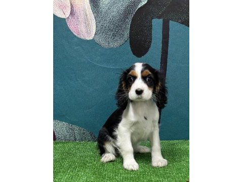 Mükemmel kalitede cavalier king charles yavru