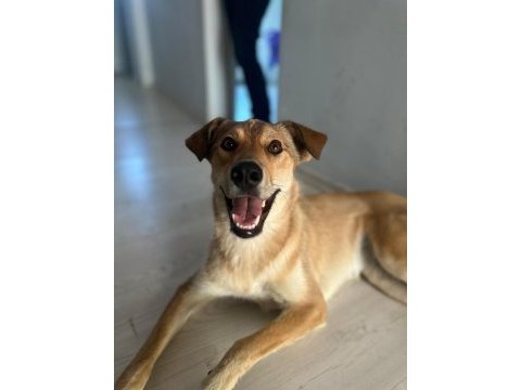 Çok akıllı korumacı kısır melez köpeğimiz
