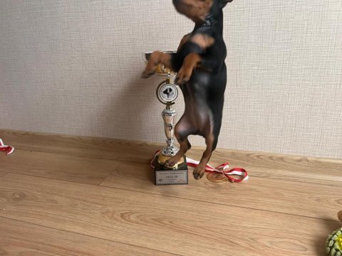 Yarışma sınıfı minyatür pinscher yavrusu son 1 tane