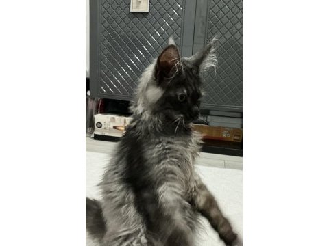 Çok acil 3 aylık uygun black smoke erkek maine coon