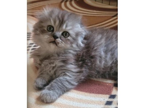 Scottish fold longhair dişi