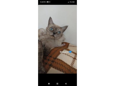 5 adet yavru mevcut british shorthair
