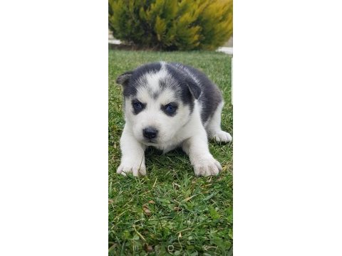 Maviş gözlü safkan husky minikler