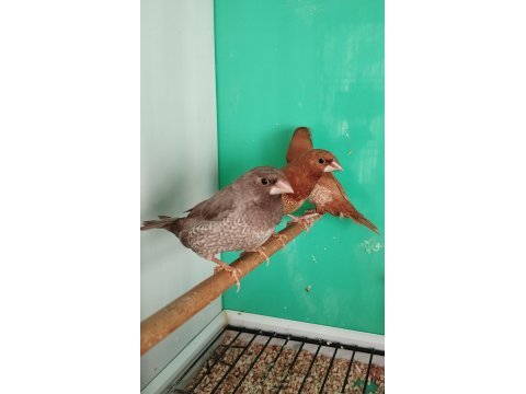 Mokka bengal ispinozu yarışma vasıflı çiftler