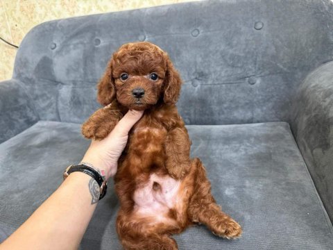 Mersinin en seçkin toy poodle yavruları