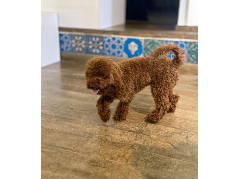 Köpeğimiz danten aile arıyor