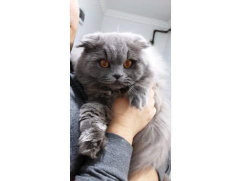Çifleştirmek için beyaz erkek kedi arıyorum